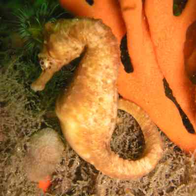 Big belly seahorse