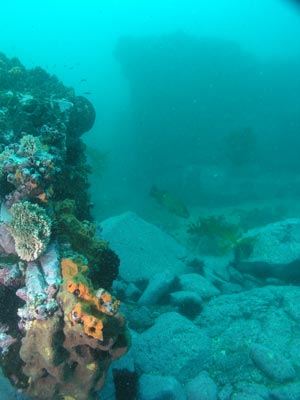 The reef