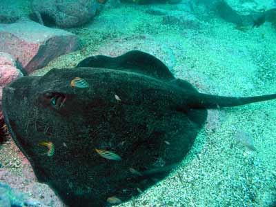 A bullray