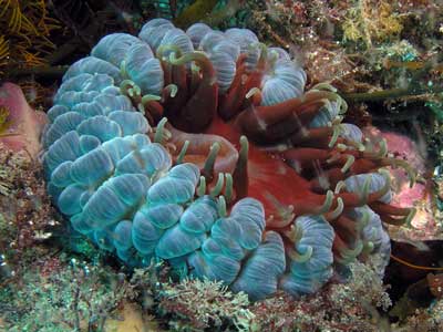 Anemone