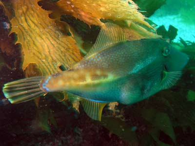 Leatherjacket