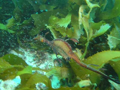 Sea dragon