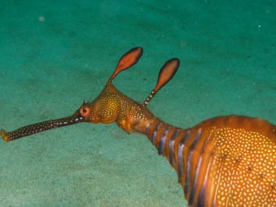 Sea dragon