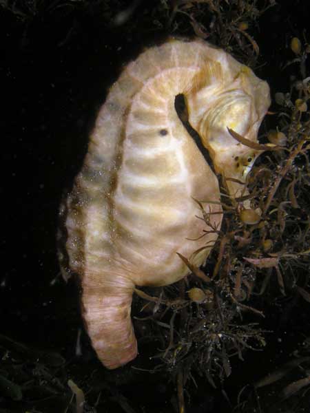 Sea horse