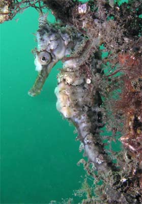 Whites seahorse