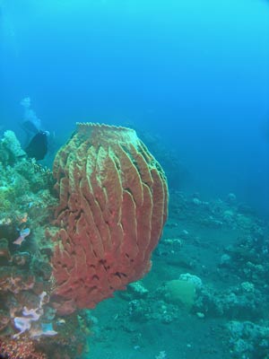 Barrel sponge