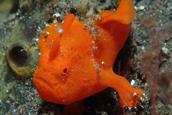Batu Ringitt