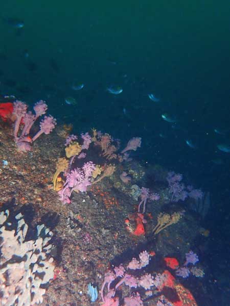Bypass Reef