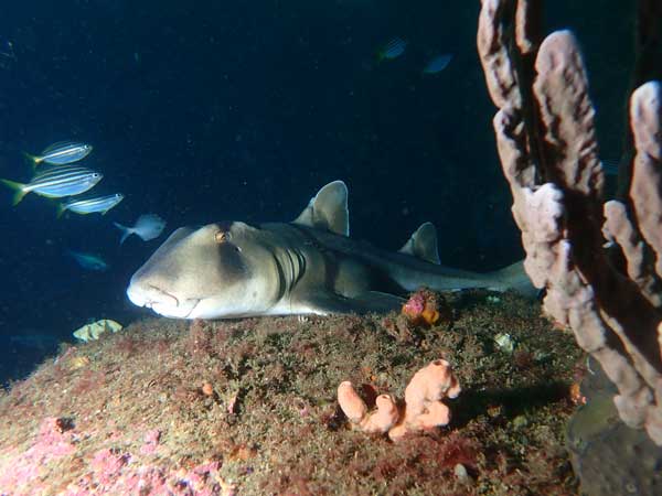 Bypass Reef