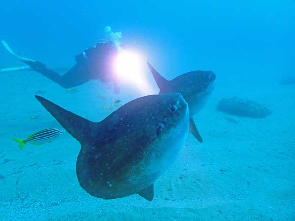 Sunfish