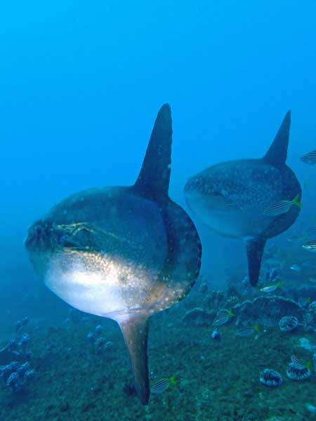 Sunfish